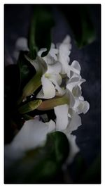 Close-up of white flowers