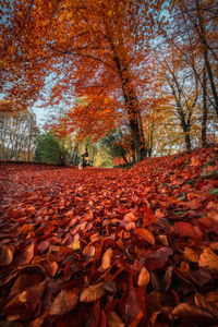 Autumn leaves on field