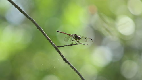 Close-up of insect on plant