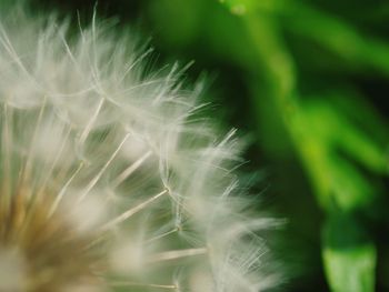 Close-up of flower plant