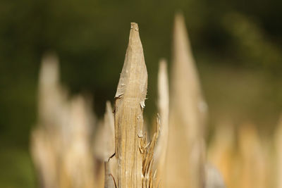 Close-up of plant