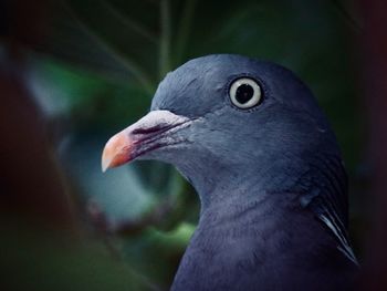 Close-up of pigeon