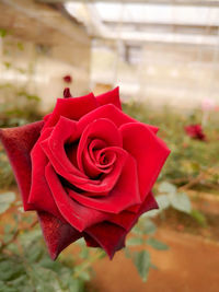 Close-up of red rose against blurred background