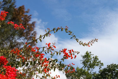 Low angle view of flowering plant against cloudy sky