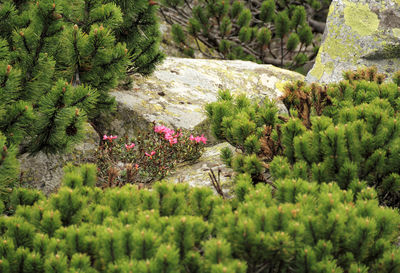 High angle view of pink flowers