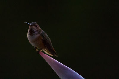 Close-up of bird perching on leaf