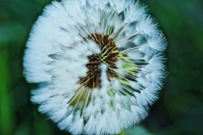 Close-up of white dandelion flower