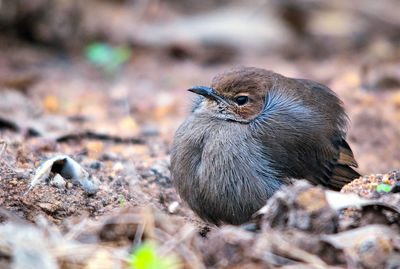 Close-up of a bird perching on a field