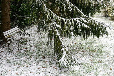 Trees in forest during winter