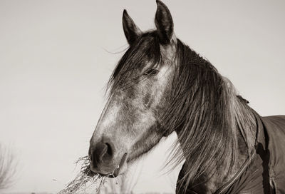 Close-up of a horse against clear sky