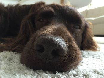 Close-up portrait of dog relaxing on bed at home
