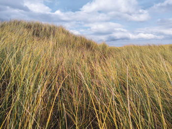 View of stalks in field against cloudy sky