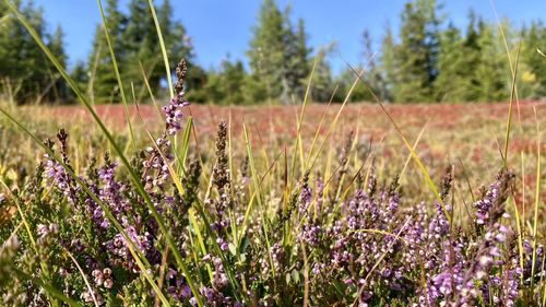 Purple flowering plants on field against sky