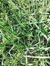 Full frame shot of grassy field