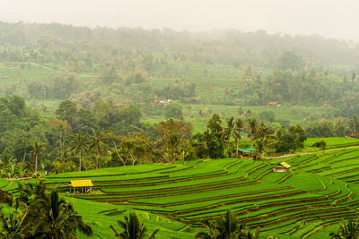 Scenic view of agricultural field