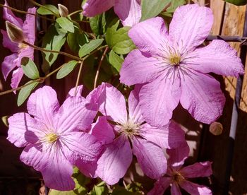 Close-up of pink flowering plants