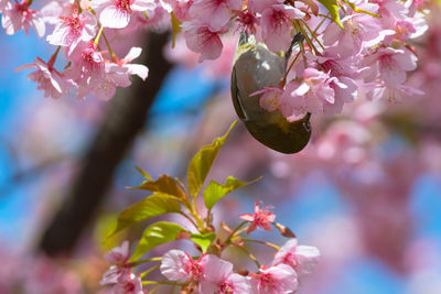 Close-up of pink cherry blossoms