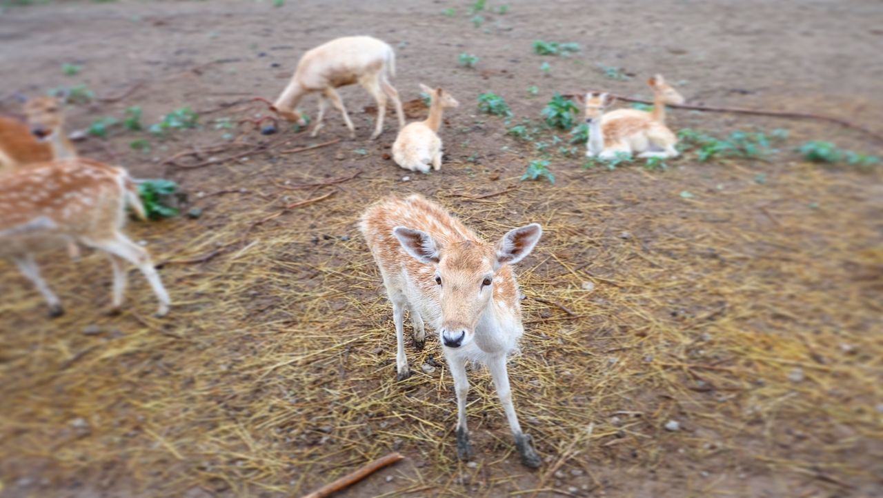 HIGH ANGLE VIEW OF DEER IN FARM