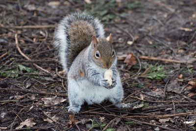 High angle view of squirrel on field