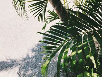 Close-up of palm leaf