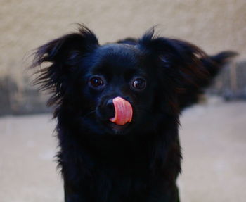 Close-up of puppy sticking out tongue