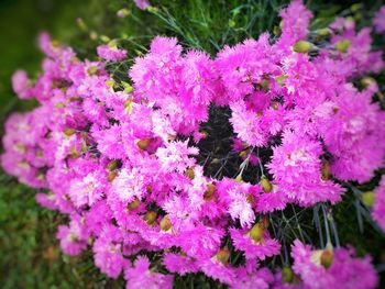 Close-up of pink flowers