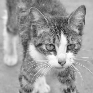 Close-up portrait of cat