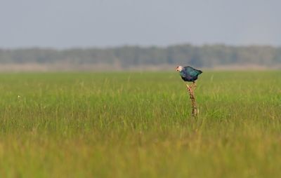 Bird perching on a field