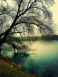 Close-up of tree by lake against sky