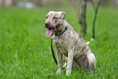 Dog on field