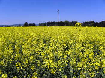 Scenic view of oilseed rape field against sky
