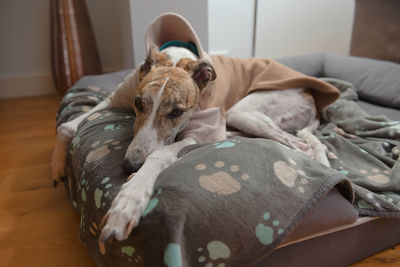 Wide angle image of a large pet greyhound dog wearing pyjamas. white and brindle fur