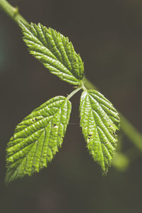 Close-up of fern leaves against black background