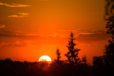 A rising sun behind spruce trees. tree silhouette against the sunrise skies. summertime scenery.