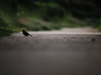 Close-up of bird