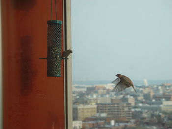 View of bird feeder in city
