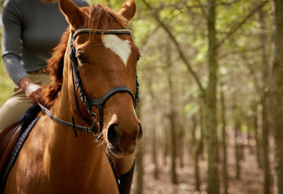 Horse standing in forest