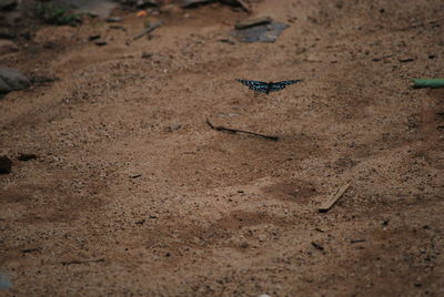 High angle view of toy airplane on sand