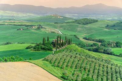 Scenic view of agricultural field against sky during sunset