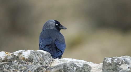Close-up of bird perching on rock