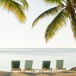 Chairs and palm trees on beach against sky