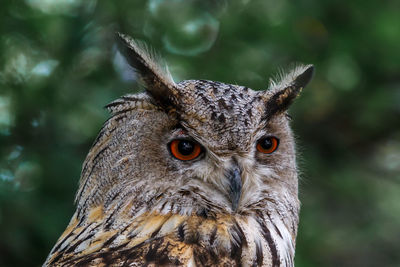 Close-up portrait of a bird