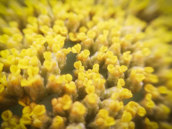 Full frame shot of yellow flowers