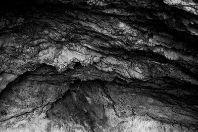 Full frame shot of tree trunk