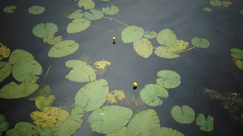 High angle view of water lily in lake