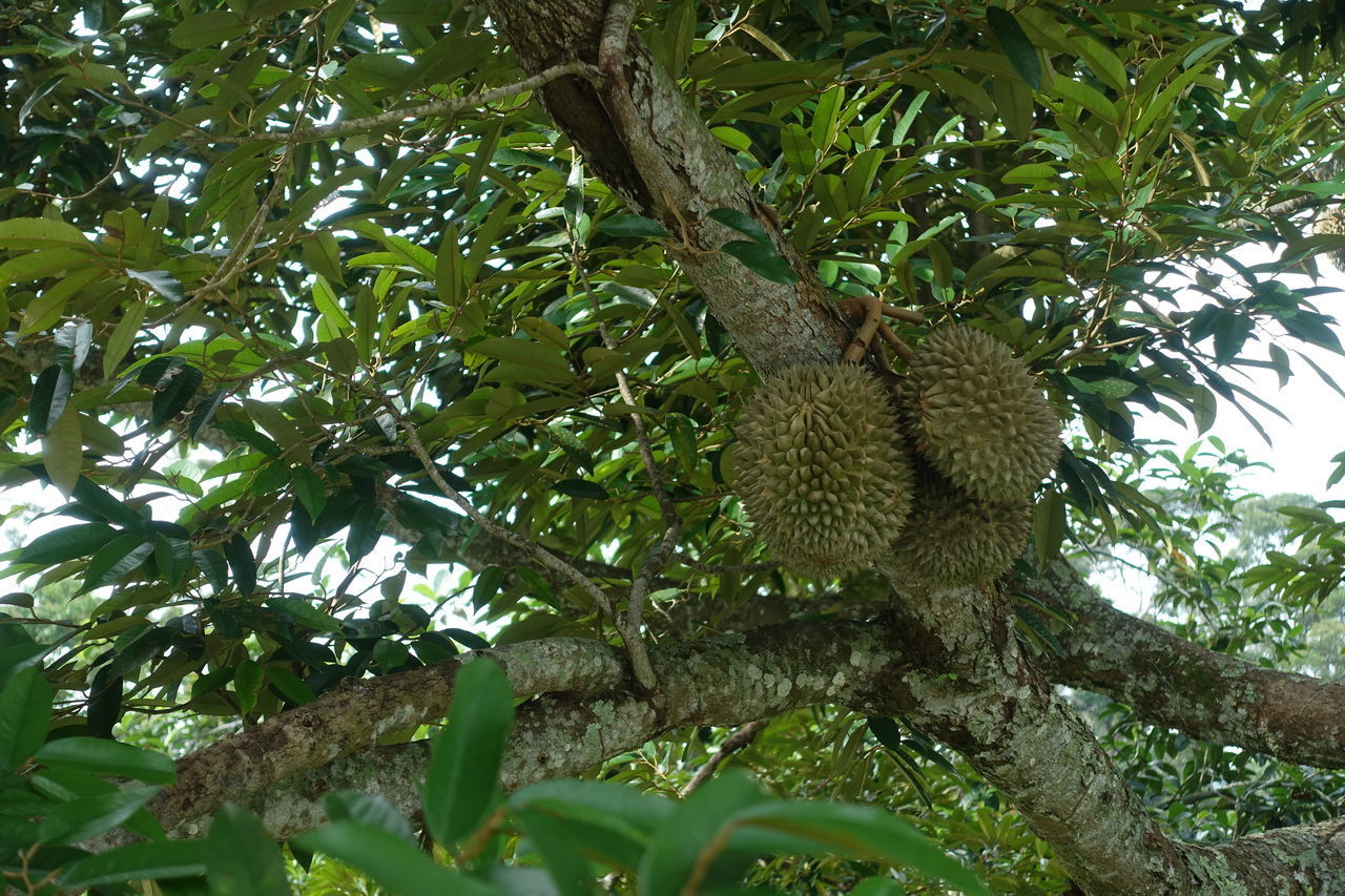 LOW ANGLE VIEW OF A TREE