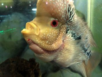 Close-up of fish swimming in aquarium