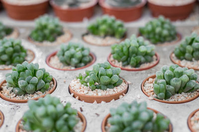 High angle view of succulent plants on table