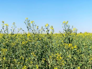 Scenic view of oilseed rape field against sky