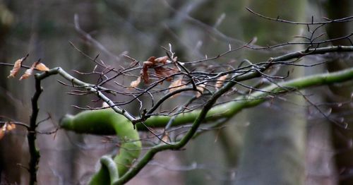 Close-up of tree branch